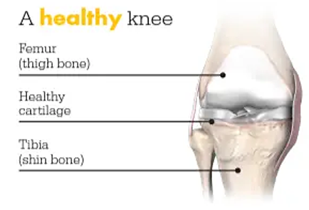 healthy knee graphic